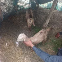 بزقالع علف خور