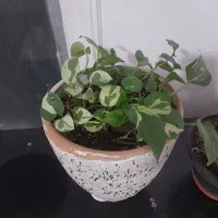 دیفن باخیا یوکا سانسوریا برگ انجیری کالانگو پتوس|گل و گیاه طبیعی|اسلامشهر, شهرک محمدیه|دیوار