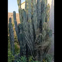 فروش درخت کاکتوس در بادوله. کاکی|گل و گیاه طبیعی|کاکی, |دیوار