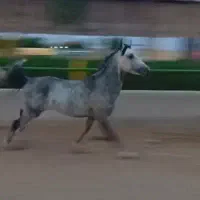 اسب نریان عرب یکسر