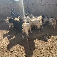 ۱۸ راس بزغاله نر جنس خالص|حیوانات مزرعه|قم, شهرک امام حسین|دیوار