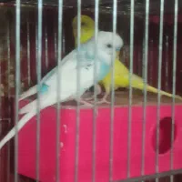 مرغ عشق|پرنده|کرج, کیانمهر|دیوار