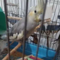 عروس هلندی گمشده