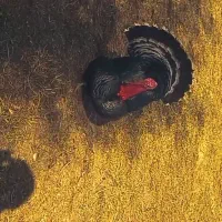 یک بوقلمون نر درشت و اصیل (نژاد برنزی/سنگین)
