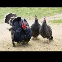 بوقلمون 4عدد نر2عددماده