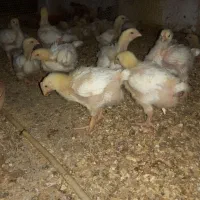جوجه گوشتی فقط راس وارداتی ۴۰۰گرمی
