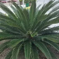 سیکاس بالای سی سال