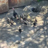 جوجه بوقلون طبیعی قیمت هرعدد۷۳۰۰۰۰