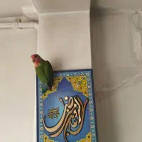 طوطی کوتوله برزیلی سبز صورت هلویی گمشده|پرنده|کرج, حصارک بالا|دیوار