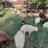 گله میش ۱۳۵ تایی|حیوانات مزرعه|شیراز, شاهچراغ|دیوار