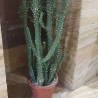 کاکتوس مخصوص لابی و کافه و هتل ها