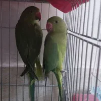 طوطی منلگو|پرنده|نسیمشهر, |دیوار