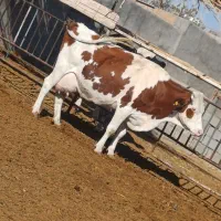 گاو با گوساله