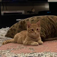 واگذاری رایگان گربه بریتیش میکس|گربه|اردبیل, |دیوار