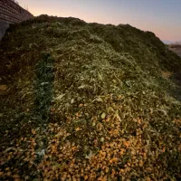 ذرت علوفه|خدمات باغبانی و درختکاری|مرودشت, شهرک مهدیه|دیوار