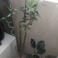 گیاه بامبو