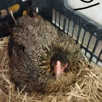 تخم مرغ نطفه دار گلین لری|حیوانات مزرعه|قم, نیروگاه|دیوار