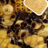 اردک اسرائیلی موجود است