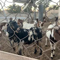 گوسفند|حیوانات مزرعه|رودان, |دیوار