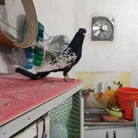 7عددحیوون خاطرجمع به ضمانت همه چی..