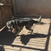 واگذاری سگ هاسکی