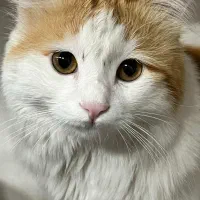 گربه گمشده|حیوانات|یزد, |دیوار