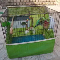 مرغ عشق|پرنده|بجنورد, |دیوار