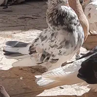 کبوتر کاکلی (کفتر)با ضمانت کتبی