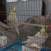 عروس هلندی جفت