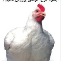 فروش مرغ گوشتی زنده در دهگلان