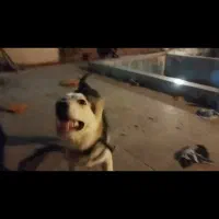 سگ هاسکی|سگ|مشهد, وکیل‌آباد|دیوار