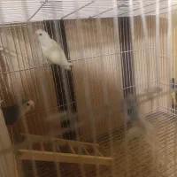 دو تا کوتوله نر و ماده|پرنده|مشهد, امیریه|دیوار