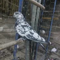 کفتر کبوتر پرشی|پرنده|ری, فیروزآبادی|دیوار