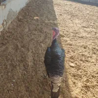 بوقلمون محلی|حیوانات مزرعه|سمنان, |دیوار