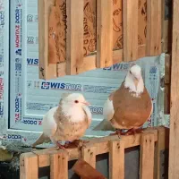 طوقی عطیقه|پرنده|نوشین شهر, |دیوار