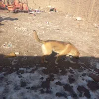 واگذار دو قلاده سگ نگهبان