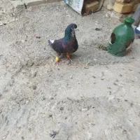 شهری سیاه گلدار زیبا