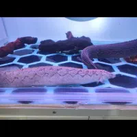 ماهی‌ ایل تایگر ویجا گار|ماهی|سنندج, |دیوار