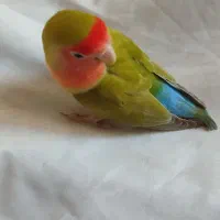 طوطی برزیلی|پرنده|شیروان (خراسان), |دیوار