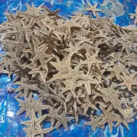 صدف دریایی|صنایع دستی و سایر لوازم تزئینی|شیراز, حومه شیراز|دیوار