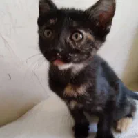 بچه گربه