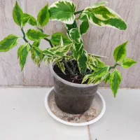 گل وگیاه طبیعی|گل و گیاه طبیعی|چوار, |دیوار