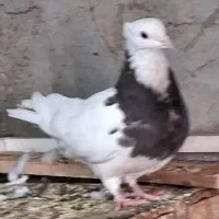 طوقی ماده|پرنده|بهبهان, |دیوار