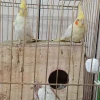 واگذاری جفت و جوجه عروس هلندی لوتینو|پرنده|نیریز, |دیوار