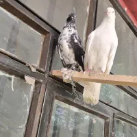 کفتر ۳عدد فروشی درجه یک
