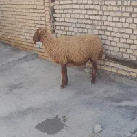 گوسفند بره وبره بشرط بشرط ابستن|حیوانات مزرعه|اهواز, کمپلو جنوبی|دیوار