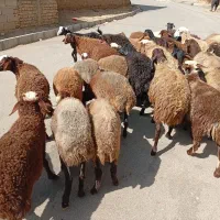 بره نر ماده|حیوانات مزرعه|تویسرکان, |دیوار