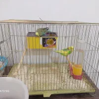 فوری فوری خاص|پرنده|شهرکرد, |دیوار