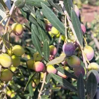 روغن زیتون/تولیدی/             (خرده و عمده )