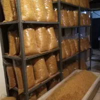 پیاز داغ